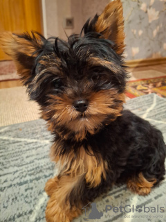 Zdjęcie №1. yorkshire terrier biewer, yorkshire terrier - na sprzedaż w Ryga | 2870zł | Zapowiedź №130086