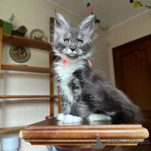 Zdjęcie №3. Chatons Maine Coon do sprzedaży. Francja