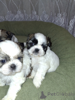 Zdjęcie №3. Idealne szczenięta czystej krwi Shih Tzu.. Litwa