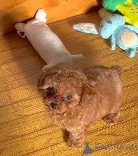 Zdjęcie №2 do zapowiedźy № 157220 na sprzedaż  pudel (zabawka) - wkupić się Francja 