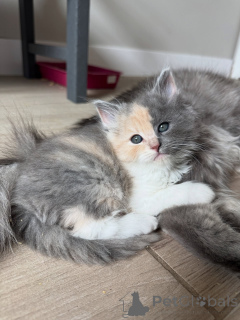 Zdjęcie №2 do zapowiedźy № 154914 na sprzedaż  kot syberyjski - wkupić się Niemcy hodowca