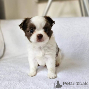 Zdjęcie №3. Adopcja Chihuahua Welpen Zur. Niemcy