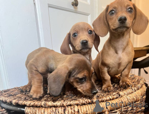 Zdjęcie №2 do zapowiedźy № 139928 na sprzedaż  jamnik - wkupić się Niemcy prywatne ogłoszenie