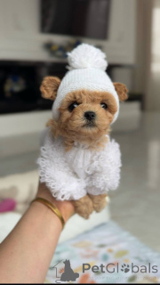 Zdjęcie №3. Maltańska dziewczyna. Niemcy