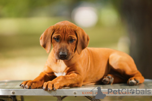 Dodatkowe zdjęcia: Szczenięta Rhodesian Ridgeback