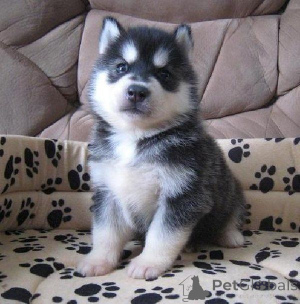 Zdjęcie №1. husky syberyjski - na sprzedaż w Wienerwald | 1674zł | Zapowiedź №170144