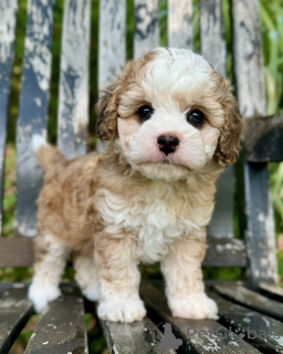 Zdjęcie №1. cavalier king charles spaniel - na sprzedaż w Paryż | negocjowane | Zapowiedź №115397