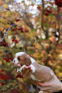 Dodatkowe zdjęcia: Cavalier King Charles Spaniel