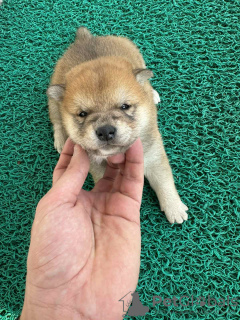 Dodatkowe zdjęcia: Shiba Inu szczenięta