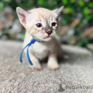 Zdjęcie №2 do zapowiedźy № 152770 na sprzedaż  kot bengalski - wkupić się Francja prywatne ogłoszenie