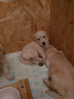 Zdjęcie №3. Mini szczenięta Goldendoodle. Belgia