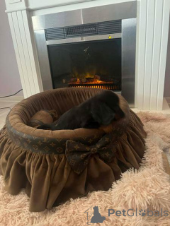 Zdjęcie №1. jamnik - na sprzedaż w Nowy ogród | negocjowane | Zapowiedź №165686