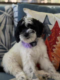 Zdjęcie №1. labradoodle - na sprzedaż w Kilkenny | negocjowane | Zapowiedź №156280