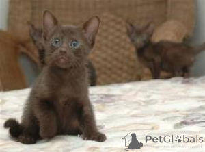 Zdjęcie №1. havana brown - na sprzedaż w Drezno | 3588zł | Zapowiedź № 160459