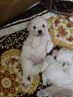 Zdjęcie №1. bichon frise - na sprzedaż w Castrop-Rauxel | 2774zł | Zapowiedź №175722