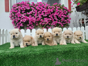 Zdjęcie №1. chow-chow - na sprzedaż w Somb | negocjowane | Zapowiedź №155713