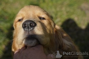 Dodatkowe zdjęcia: Dziewczynka Golden Retriever