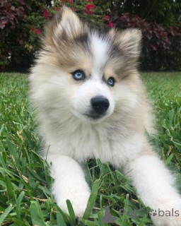 Zdjęcie №2 do zapowiedźy № 158984 na sprzedaż  pies nierasowy - wkupić się Estonia prywatne ogłoszenie, hodowca