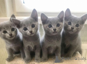 Zdjęcie №1. rosyjski niebieski - na sprzedaż w Brema | negocjowane | Zapowiedź № 164201