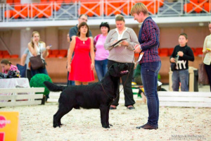 Zdjęcie №4. Sprzedam labrador retriever w Archangielsk. prywatne ogłoszenie - cena - 1513zł