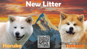 Zdjęcie №3. Sprzedam szczenięta rasy Akita. Serbia