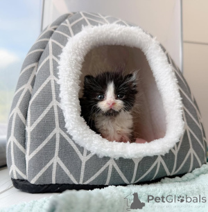 Zdjęcie №2 do zapowiedźy № 147404 na sprzedaż  kot domowy - wkupić się Niemcy prywatne ogłoszenie, hodowca