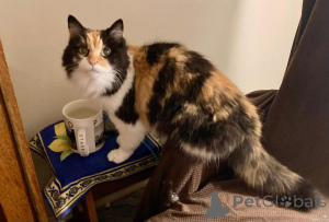 Zdjęcie №2 do zapowiedźy № 139214 na sprzedaż  maine coon - wkupić się USA hodowca