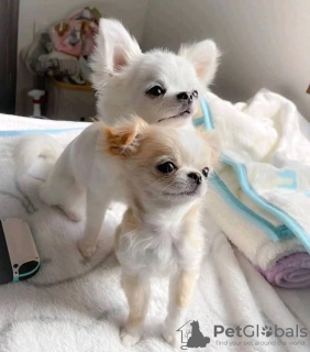 Zdjęcie №3. SZCZENIAKI CHIHUAHUA. USA