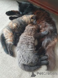 Zdjęcie №2 do zapowiedźy № 158963 na sprzedaż  ragdoll - wkupić się Polska prywatne ogłoszenie