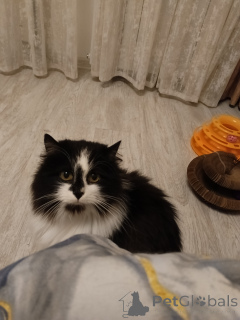 Zdjęcie №1.  - na sprzedaż w Moskova | Bezpłatny | Zapowiedź № 157977