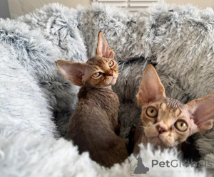 Zdjęcie №1. devon rex - na sprzedaż w Cölbe | 1674zł | Zapowiedź № 178170