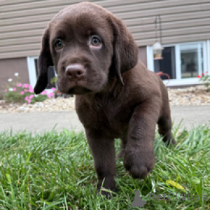Zdjęcie №3. Odessa Labrador Retriever, 8-tygodniowa suczka gotowa do powrotu do domu. Niemcy
