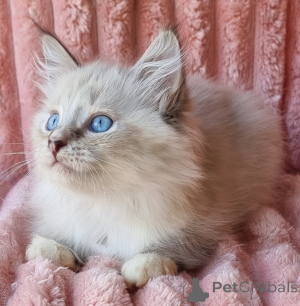 Zdjęcie №4. Sprzedam neva masquerade w Kijvets '. prywatne ogłoszenie, od żłobka, hodowca - cena - 3244zł