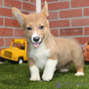 Zdjęcie №1. welsh corgi - na sprzedaż w Штутгарт | 3558zł | Zapowiedź №115182