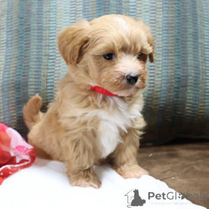 Zdjęcie №1. maltipu - na sprzedaż w Thuringenhausen | 4305zł | Zapowiedź №150192