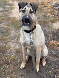 Zdjęcie №3. Poszukujemy kochającego domu dla Buri.. Federacja Rosyjska