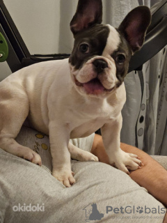 Zdjęcie №3. Szczeniak buldoga francuskiego. Estonia