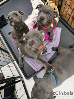 Zdjęcie №2 do zapowiedźy № 163161 na sprzedaż  staffordshire bull terrier - wkupić się Francja prywatne ogłoszenie, hodowca