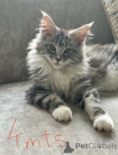 Zdjęcie №2 do zapowiedźy № 160418 na sprzedaż  maine coon - wkupić się Niemcy hodowca