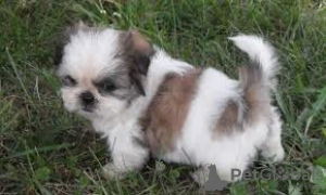 Zdjęcie №1. shih tzu - na sprzedaż w Фёрде | 1046zł | Zapowiedź №119058