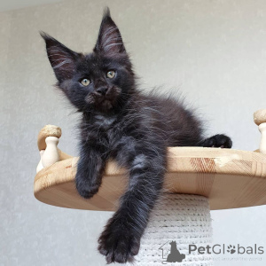 Zdjęcie №3. Piękne dzieci Maine Coon z drzewem genealogicznym.. Niemcy