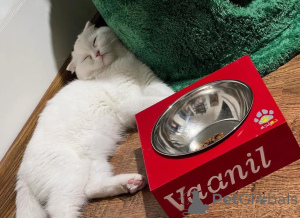 Zdjęcie №1.  - na sprzedaż w Lille | negocjowane | Zapowiedź № 165467