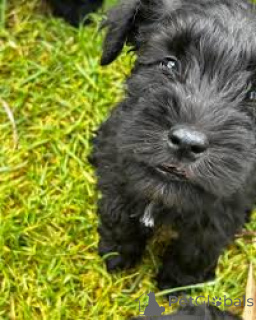 Zdjęcie №3. Adorables chiots Schnauzer à vendre. Francja
