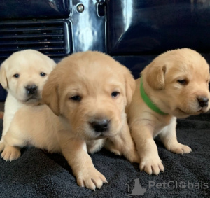 Dodatkowe zdjęcia: Adorable Labrador Puppies - Kc Registered