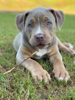 Zdjęcie №1. american bully - na sprzedaż w Berlin | negocjowane | Zapowiedź №136806