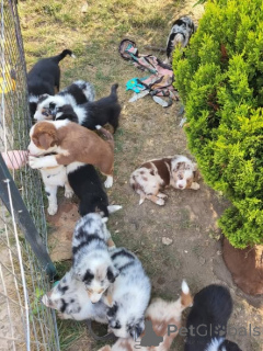 Zdjęcie №1. border collie - na sprzedaż w Warszawa | negocjowane | Zapowiedź №163076