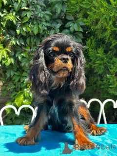 Zdjęcie №1. cavalier king charles spaniel - na sprzedaż w Warszawa | 7654zł | Zapowiedź №150368