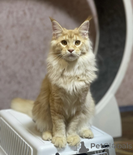 Zdjęcie №2 do zapowiedźy № 163185 na sprzedaż  maine coon - wkupić się Niemcy hodowca