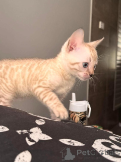 Zdjęcie №2 do zapowiedźy № 152765 na sprzedaż  kot bengalski - wkupić się Szwajcaria prywatne ogłoszenie