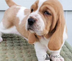 Zdjęcie №2 do zapowiedźy № 170402 na sprzedaż  basset hound - wkupić się Belgia 